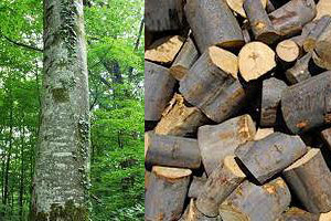 Καύσιμη ξυλεία οξιά